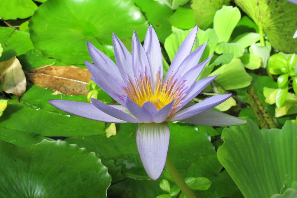 Lily at Botanic Garden