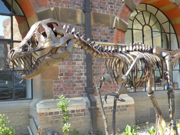 T-Rex Sedgwick Museum